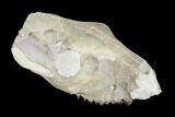 Oreodont (Merycoidodon) Partial Skull - Wyoming #113033-2